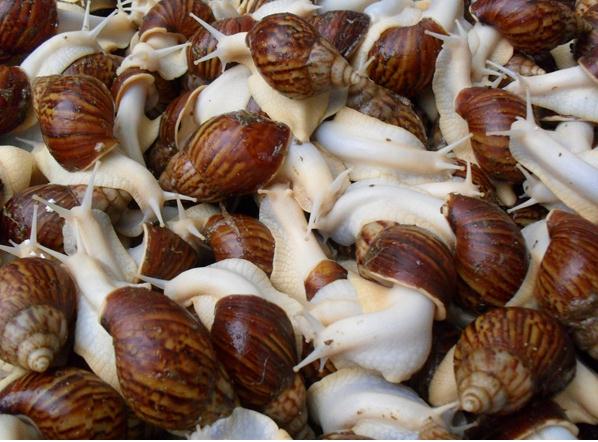 蜗牛养殖是假是真,蜗牛养殖能赚钱吗