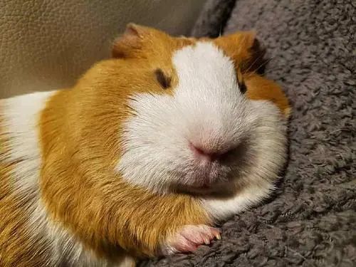 天竺鼠惊吓,天竺鼠害怕会死掉吗