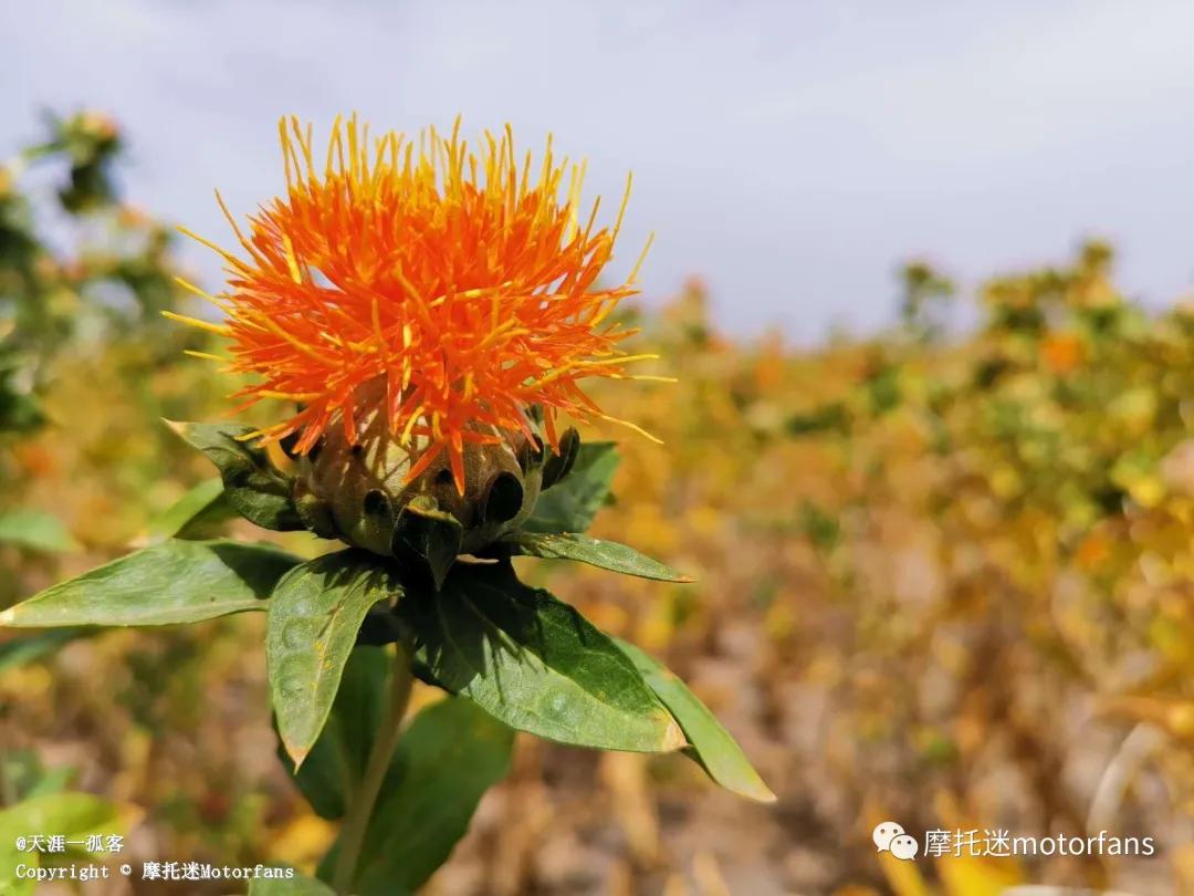 天津力帆k19,力帆摩托车k19骑行视频
