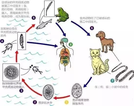 28岁小伙癫痫16年，脑子被虫吃了！竟是爸爸给他吃这个珍稀“大补”！