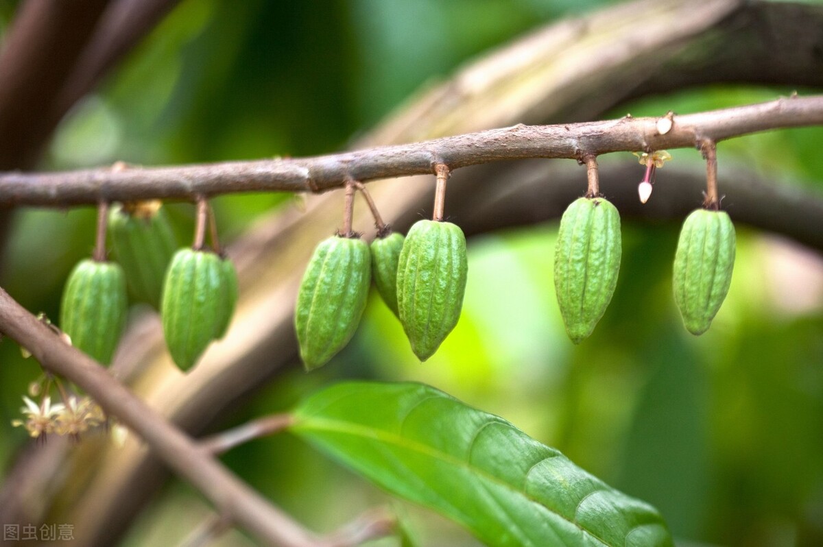 世界上的苍蝇为啥不能灭绝,苍蝇最怕什么为什么苍蝇不灭绝