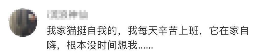 “因为一句话，我家猫在监控前守了一夜，彻夜未眠”