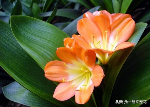 养君子兰掌握浇水小技巧,家庭养君子兰浇水方法