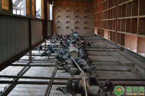 赛鸽的养殖方法和规则,赛鸽如何养