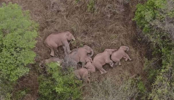 15头大象一路北迁原因,大象迁徙17头为何还剩15头