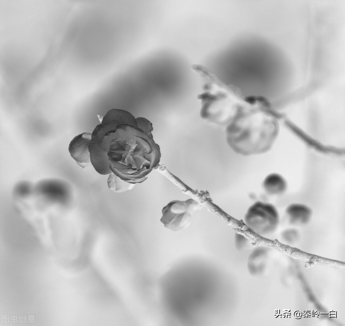 王冕是元朝末年的著名诗人与画家,元朝著名画家王冕的书画作品欣赏