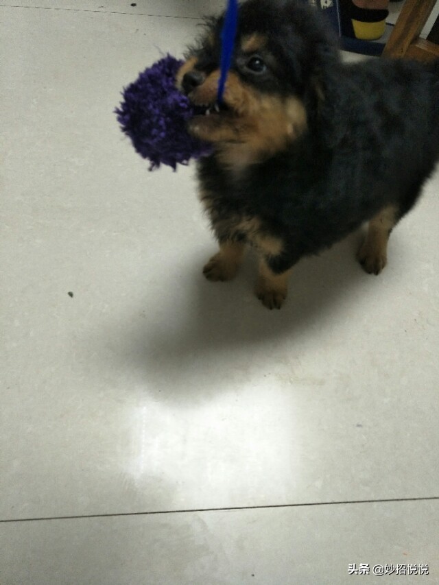 能让狗狗一直运动的玩具,狗狗不用花钱的玩具