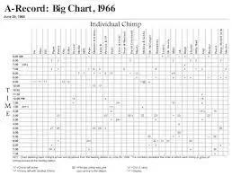 珍古道尔的传奇一生黑猩猩,珍·古道尔和黑猩猩