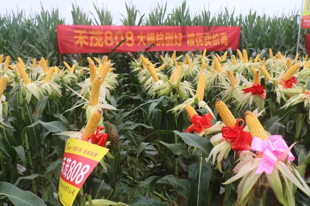 宝景农业,转变思路种地挣钱