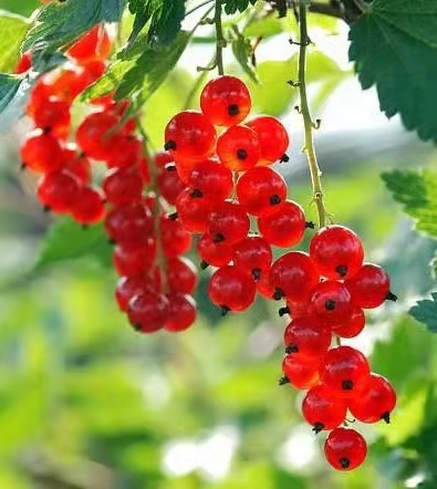 三桥红运串串,串串鸿运