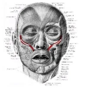facs的全称是什么,facs面部编码系统