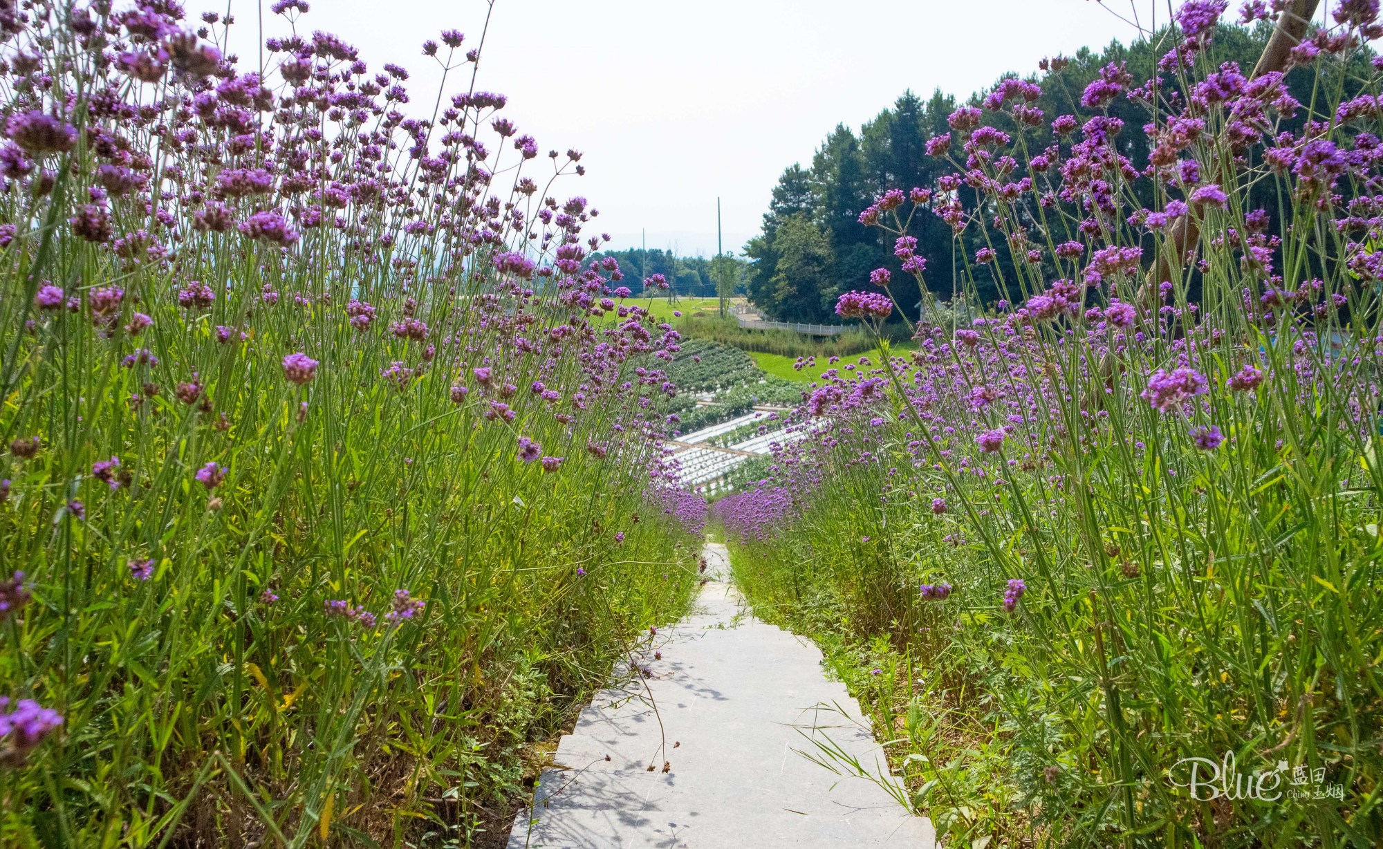 綦江横山花仙谷全景,重庆綦江看花景点推荐