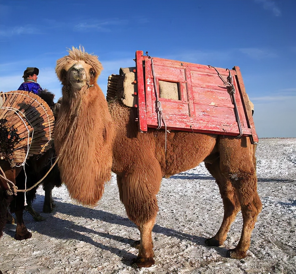 大象为何不怕食肉动物,大象骆驼几乎没有天敌食肉动物