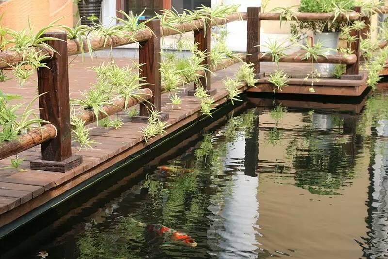建鱼池要注意哪些细节,新建鱼池问题