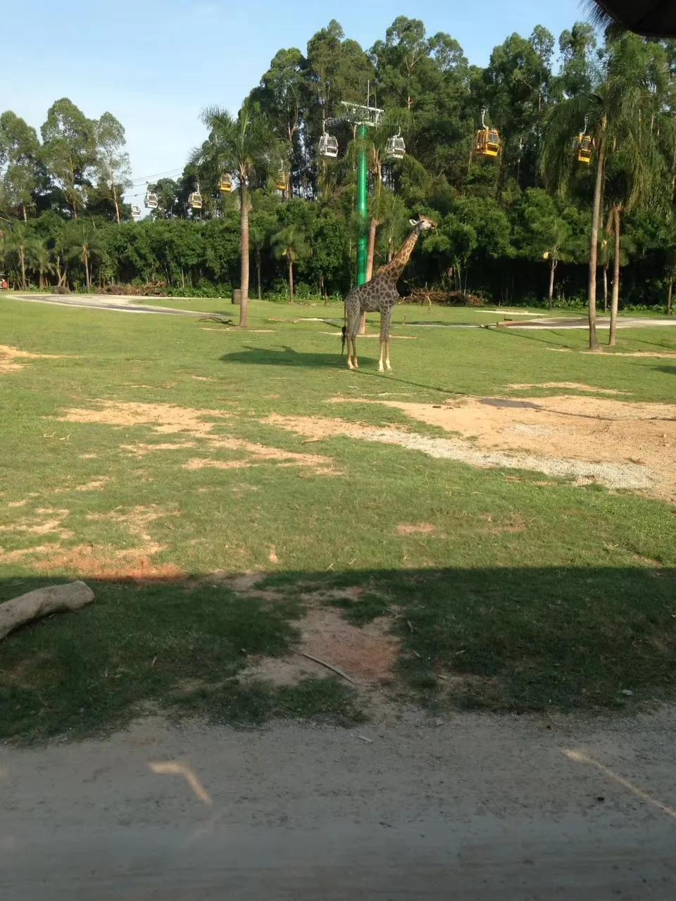 广州长隆野生动物园最全游玩攻略,长隆野生动物园游玩攻略