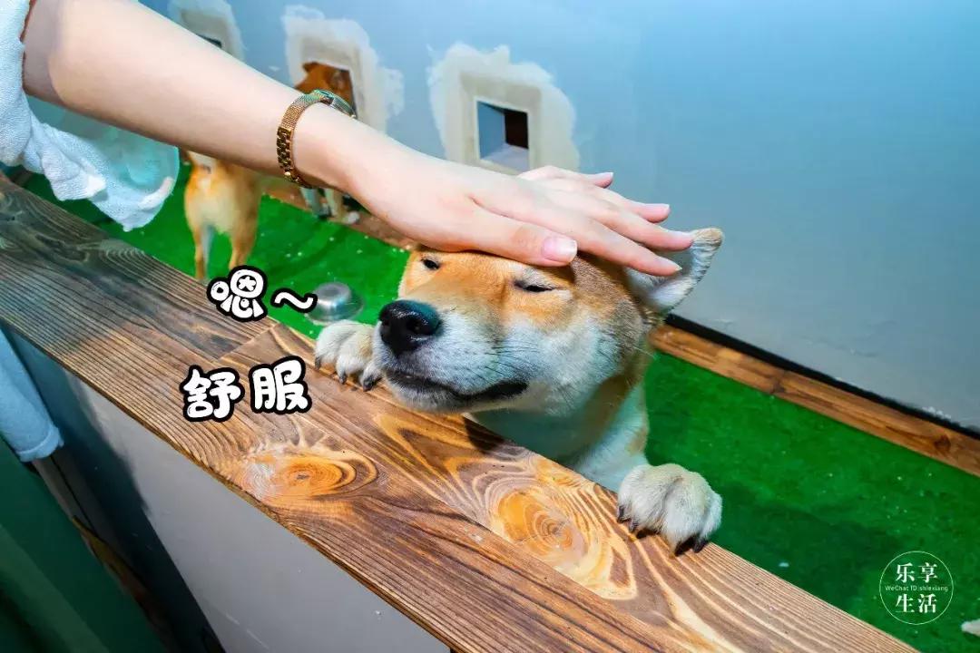 19.9包邮毛绒羊驼,羊驼9.9元秒杀直播