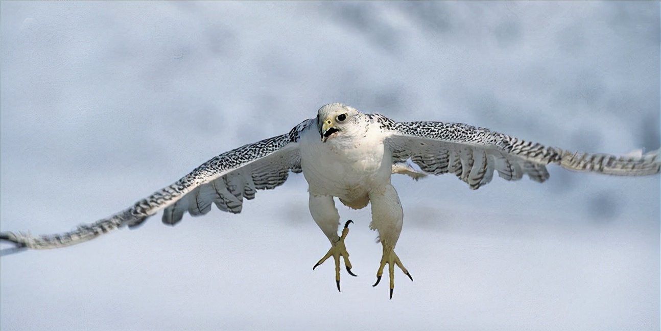 东江揽胜,惠州淡水常见鸟类图谱