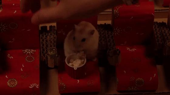 超可爱动物吃播治愈70万人，仓鼠、小熊猫、鹦鹉萌翻全网