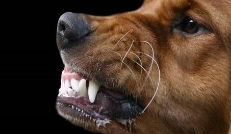 狗狗这五个症状表明该驱虫,狗狗所有危险症状