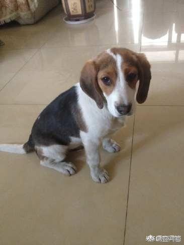 比格犬和柯基犬哪个好养,适合在家养的狗比格犬