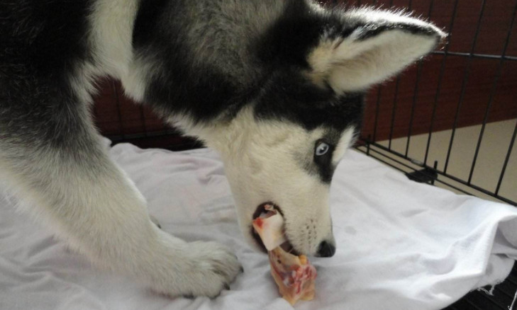 狗狗排泄臭,狗狗嘴臭是因为狗粮问题吗