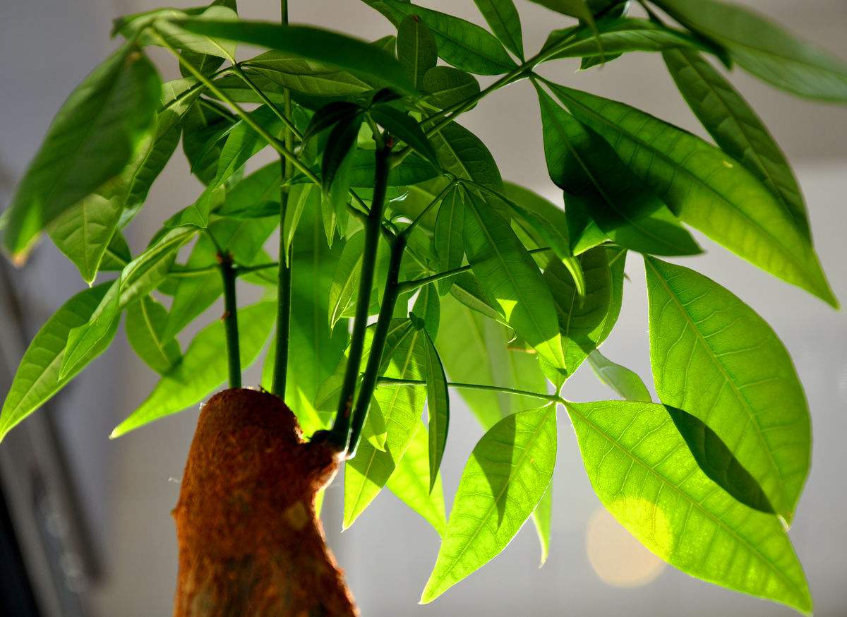 客厅就养这6种花好看好养还大气,适合客厅养的花满屋飘香