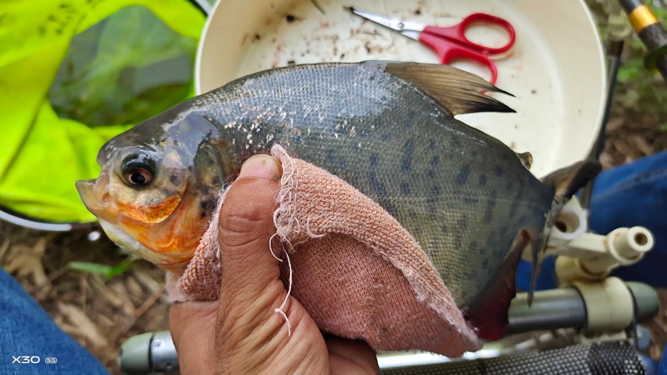 “伤人鱼”排名了，钓到解钩需小心，轻则疼痛几天，重则截肢