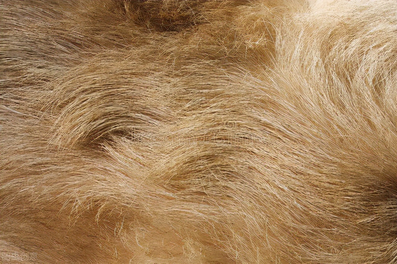 如何清理宠物毛发小妙招,如何除去换洗衣物上的宠物毛发