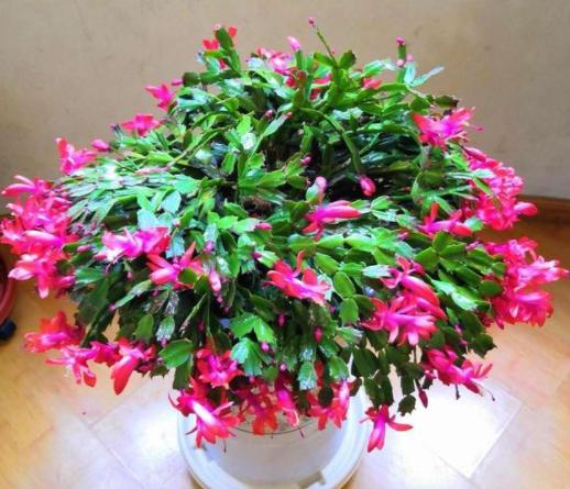 蟹爪兰冬季怎样养护才能枝繁叶茂,蟹爪兰怎么养护能爆盆