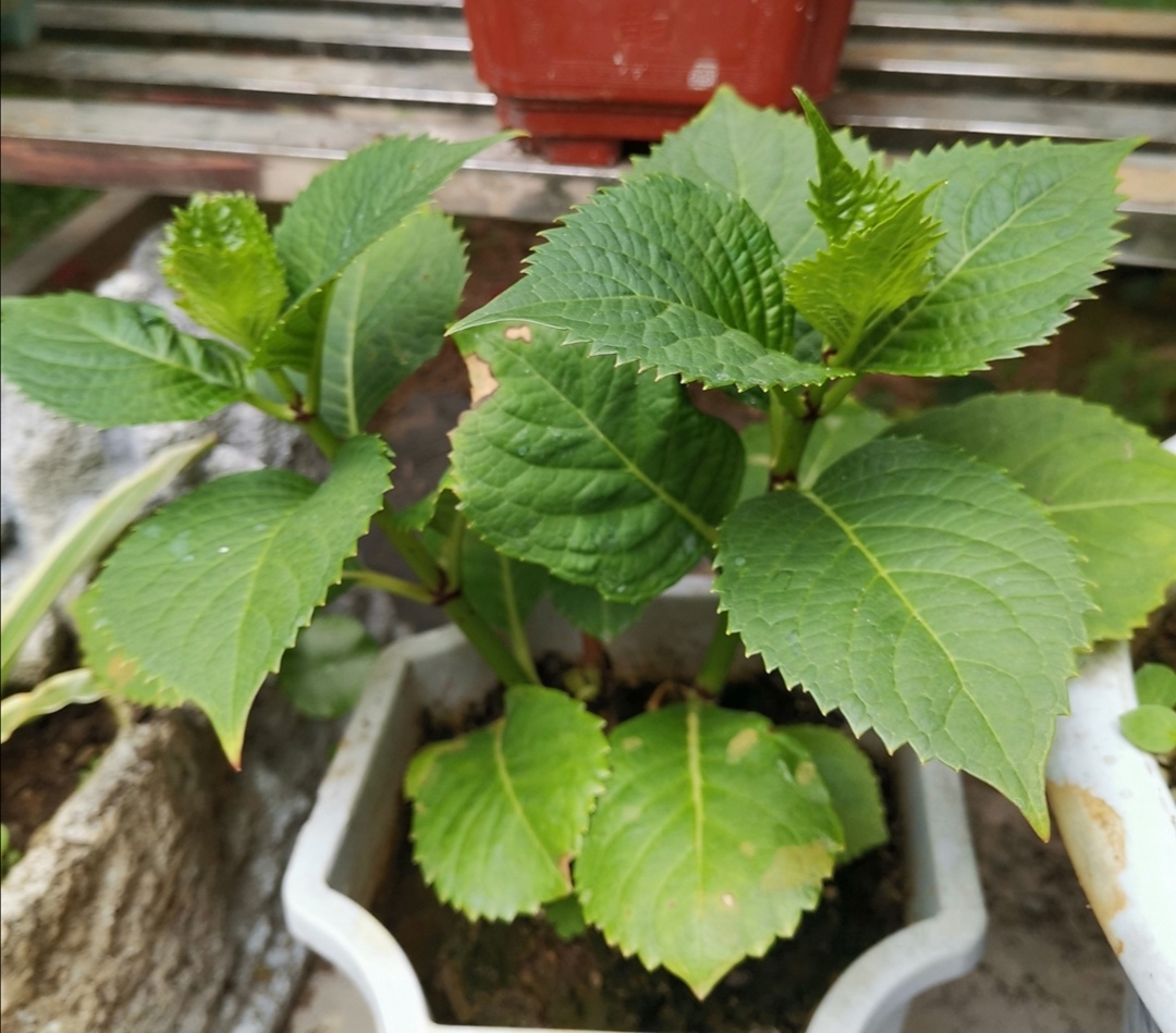 4月种绣球花当年开花吗,4月绣球没有花苞可以修剪吗