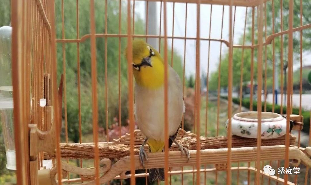 写点绣眼的大叫与水便困惑