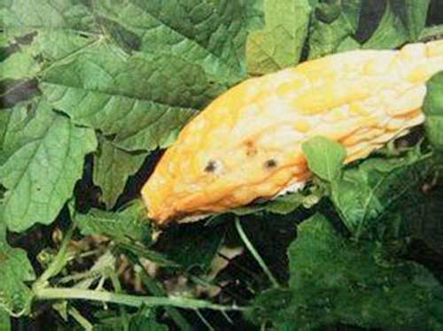 苦瓜枯萎病害图片,苦瓜软腐病