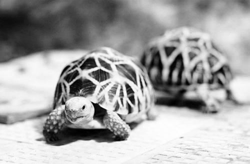 印度星陆龟能养吗,印度星陆龟如何养