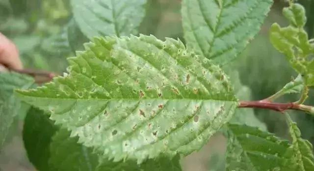 大樱桃病虫害全年防治方法有哪些,大樱桃病虫害全年防治方法直播间