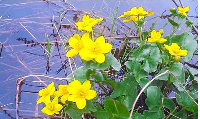 马蹄菜长什么样子,马蹄荸荠俗称