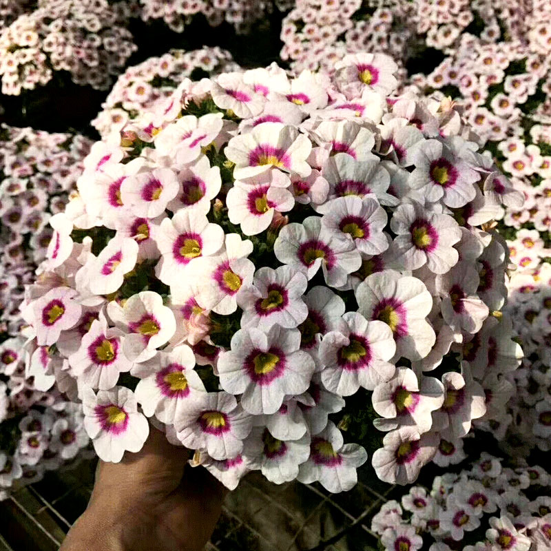 百万小铃花期怎么养护,百万小铃度夏养护方法