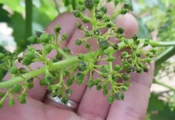 涨知识了最热的葡萄品种都在这里,涨知识冬虫夏草