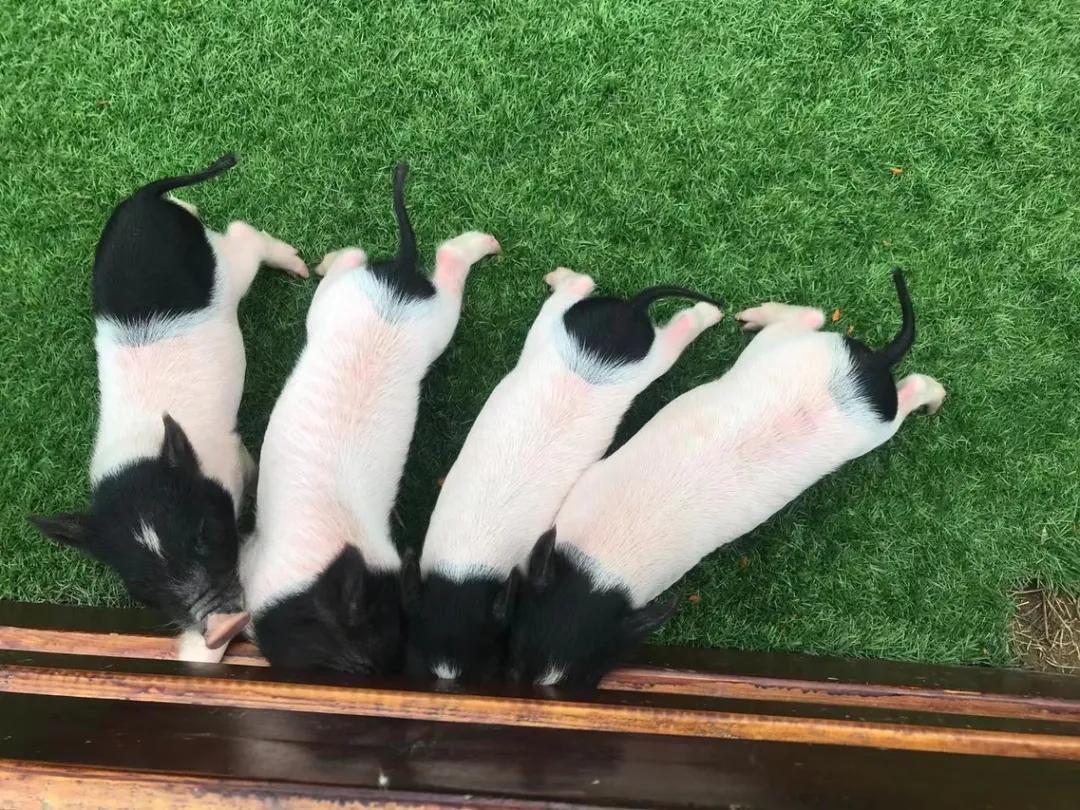 阳朔美景置身水墨丹青,阳朔悦榕庄值得去嘛