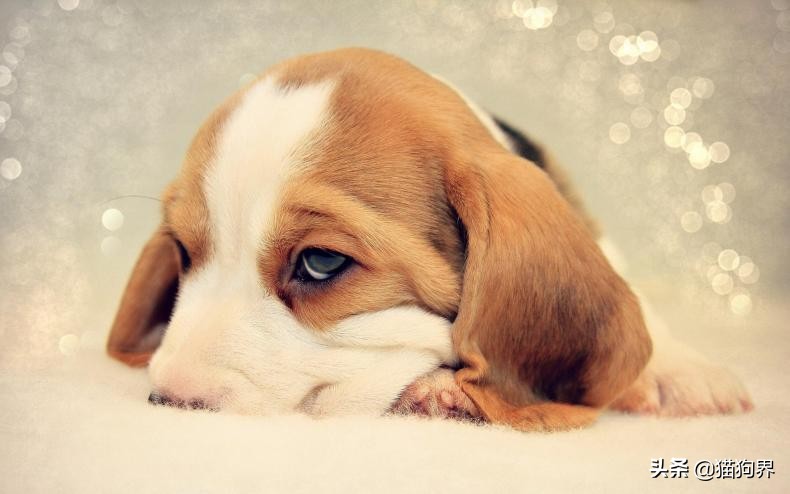 比格犬与巴尔干猎犬狩猎哪个好用,比格犬怎样训练成为猎犬