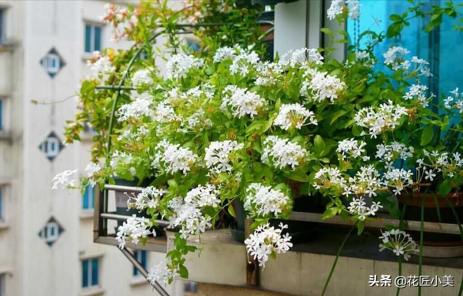 四季开花又耐寒的爬藤植物有哪些,好养的户外爬藤花卉植物有哪些
