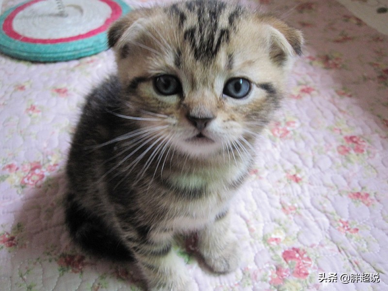 英短得了猫癣怎么办,猫猫藓严重有什么方法解决