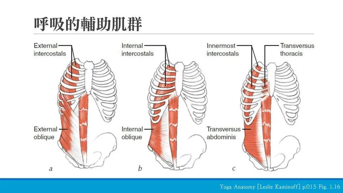 正确的呼吸模式图,正确的呼吸模式文案