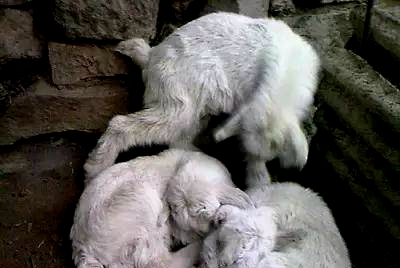 羔羊得了白肌病打几天针能痊愈,羔羊白肌病发病症状怎么防治