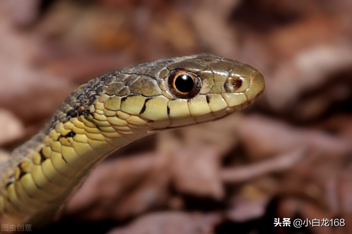 假如你在野外遇到老虎怎么办,如果你遇到老虎怎么办