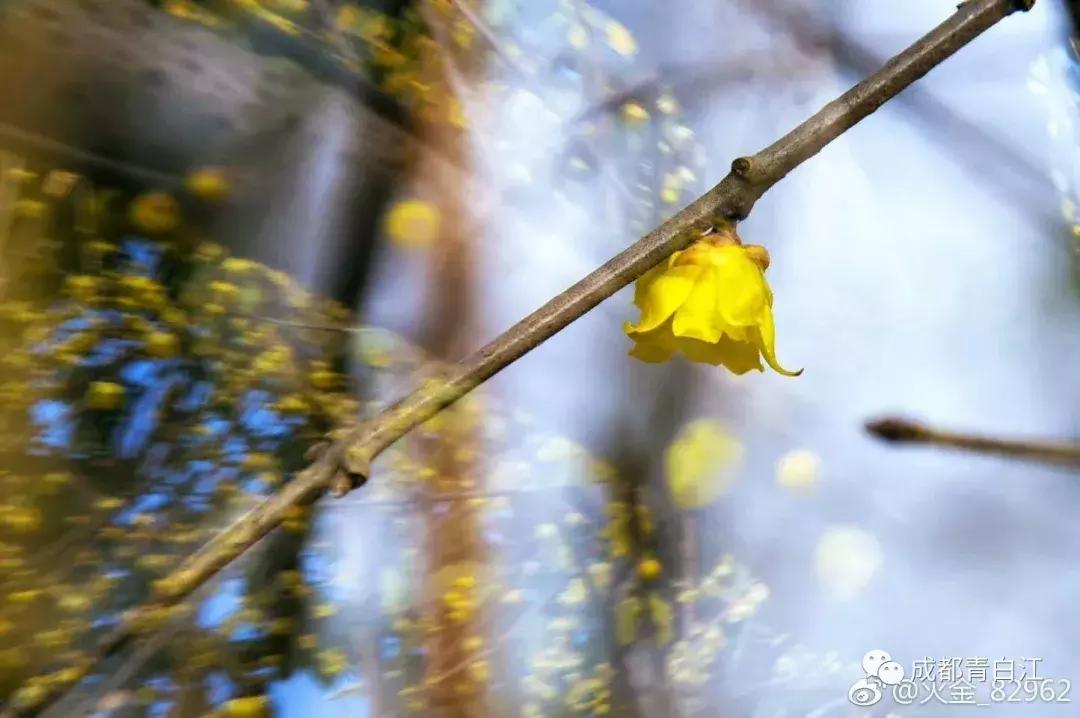 宜居新成都,住在青白江!这里的安逸超乎你想象