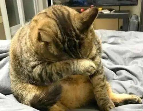 猫咪太瘦怎么办,猫咪太瘦三大解决办法