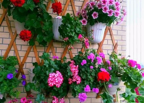 养花须知6点，把你的阳台布置成“空中花园”