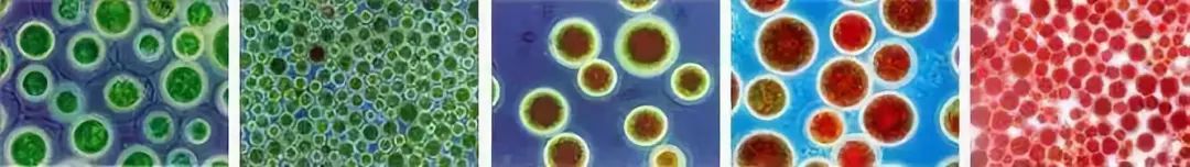 虾青素公认最好的抗氧化,抗氧化的食物含有花青素虾青素吗