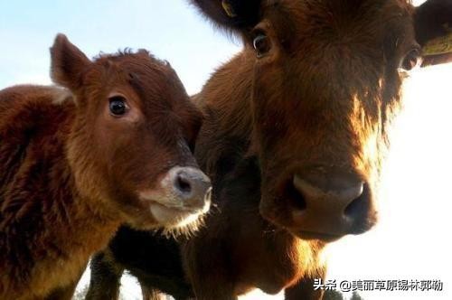 六看六查对照检查材料,六审六看