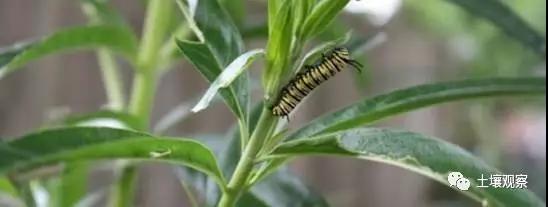 写观察记录什么植物能快速生长,观察植物时该如何观察